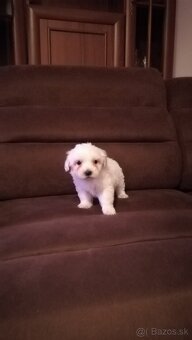 Maltezák malého vzrastu - 3