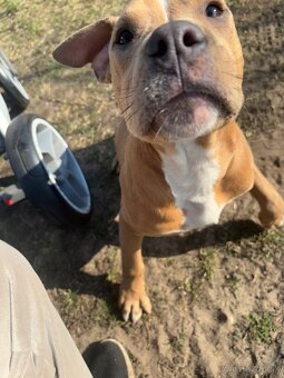 Americký stafordsirsky terier, Stafford, amstaf - 3