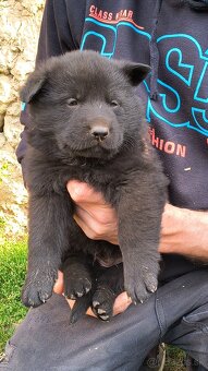 Nemecký ovčiak šteniatka - 3