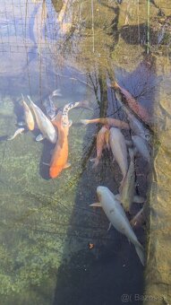Koi kapre / koi kapor na predaj - 3