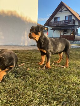 Rotvajler, Rtw, Rottweiler - 3