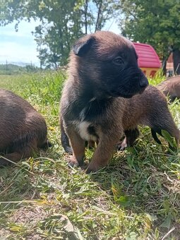 Predám belgický ovčiak malinois - 3