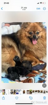 Pomeranian - 3