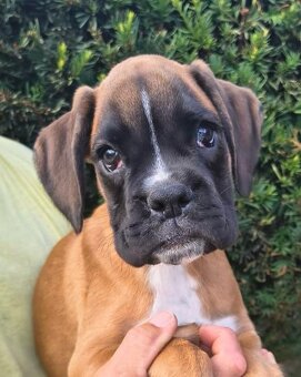 Nemecky boxer - 3