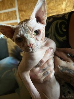 Sphynx Holčička a chlapeček - 3