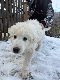 Slovenský čuvač šteniatko - 3