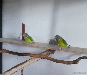 Predám odchov 2025 - 3