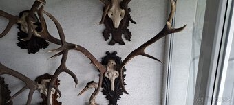 Trofeje a preparáty - 3