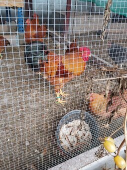 Násadové vajíčka Hempšírka - 3