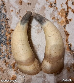 Trofeje, rohy 25-70cm - 3