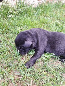 Labrador šteniatka rezervácia,už iba psík je voľný - 3