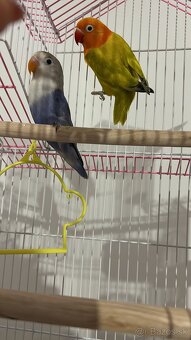 Agapornis samicka samcek parik - 3