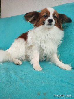 Papillon s PP - 3
