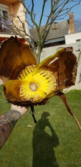 Bananovník,banan musa dajaio - 3