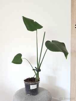 Monstera deliciosa - 3
