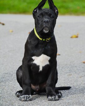 Cane Corso s PP (FCI) - 3