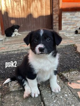 Predám šteniatka border kólie. - 3