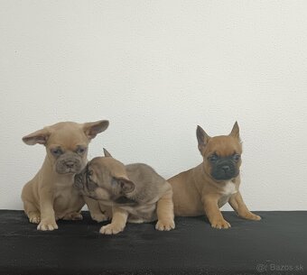 Francúzsky buldoček - 3