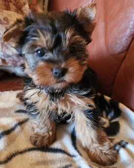 yorkshire terier - 3