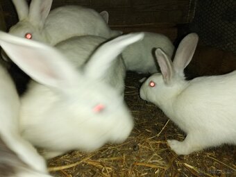 Predám králiky hyla - 3