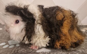 Morčatá s PP - samci - 3