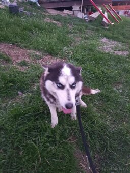 Sibírsky husky fenka ( neni cistokrvna ) - 3