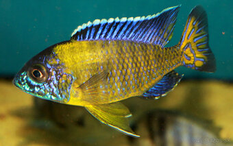 Aulonocara , labidochromis yellow , cyrtocara moorii.. - 3