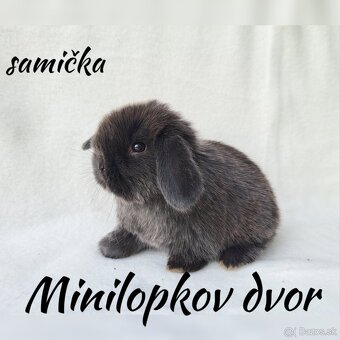 Minilop mláďatká - 3