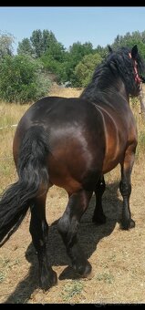 Predám tažné kone - 3
