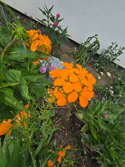 Erysimum - 3