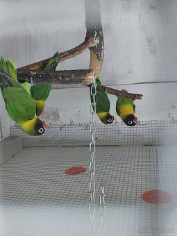 Predám agapornis - 3