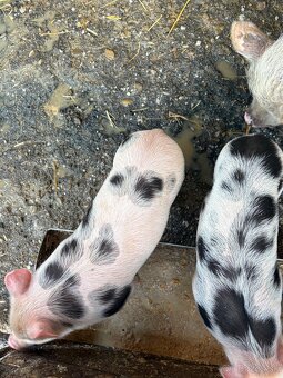 Predám odstávčatá - 3