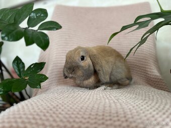 🩷Minilop zakrsly kralik 🐰🩷 - 3