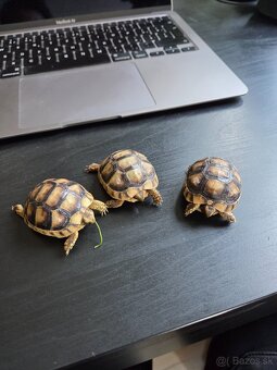 Suchozemska korytnačka zltocierna/obrubena - 3