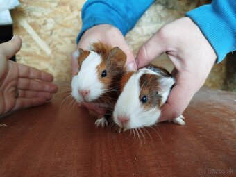 Morské prasiatko - morča - 3