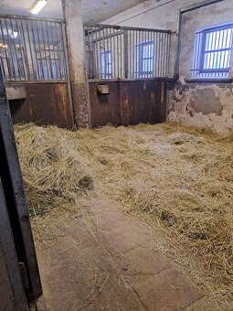 Ustajnenie koní - 3