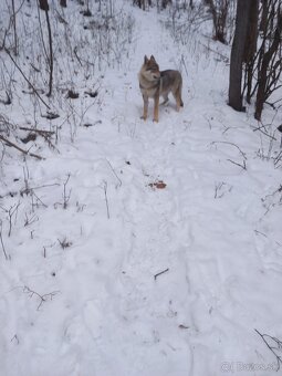 Československý vlčiak - 3