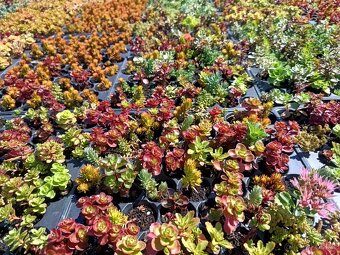 Rozchodniky,sedum,skalnicky,zelená strecha,skalka,suchýmurik - 3