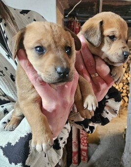 Jazvečik kratkosrsty - 3