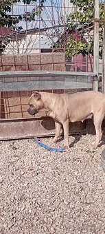 Cane Corso šteniatko - 3