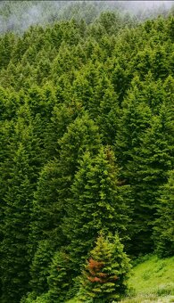 Mam záujem o hličnatý les. - 3