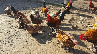 Kohút liliputky - 3