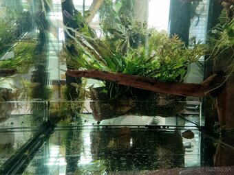 Set zabehnutého akvaria - 3