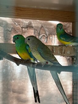 Papagáj spevavý - 3