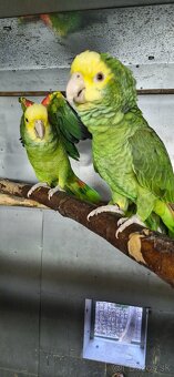 Amazoňan oratrix - 3