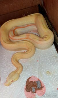 Veľhad královský Boa Constrictor - 3