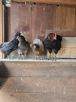 Araucana 3+1 - 3
