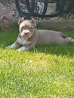 American bully pocket - 3