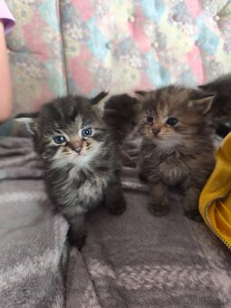 Maine coon - 3