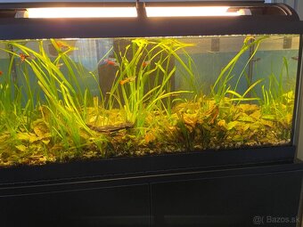 Predám kompletne zariadené 100 litrové akvárium - 3